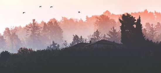 Odoo • Texto e imagen